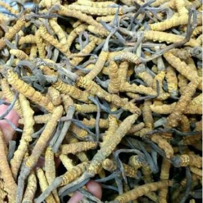 西藏那曲虫草价格多少钱一克(1斤)？