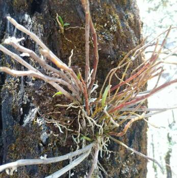 春季深山的野生铁皮石斛图片