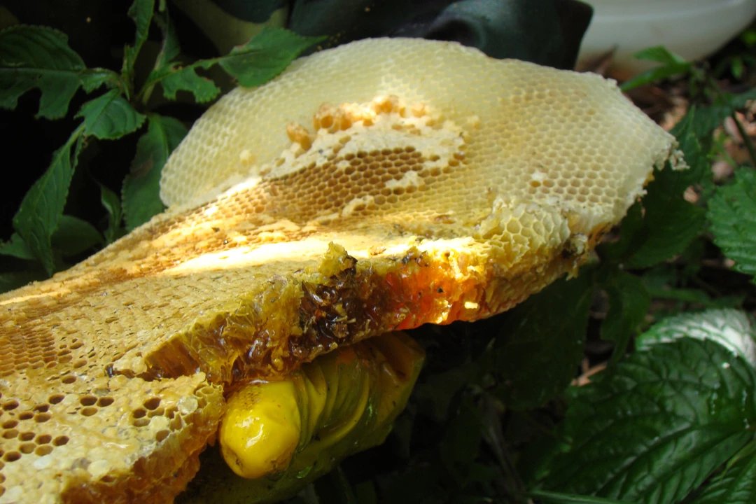 野生纯蜂蜜图片及价格多少钱一斤？