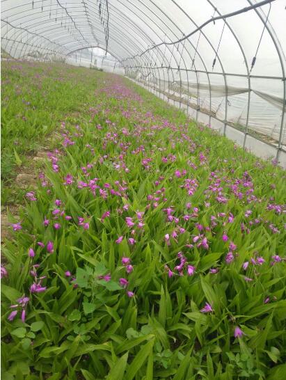 紫花三叉白芨苗