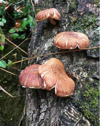 木杆蘑菇。香菇图片